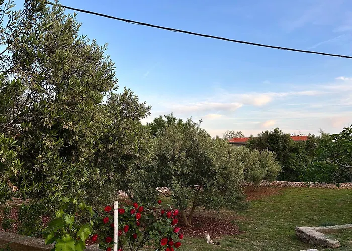 Olivetree * Kaštel Novi